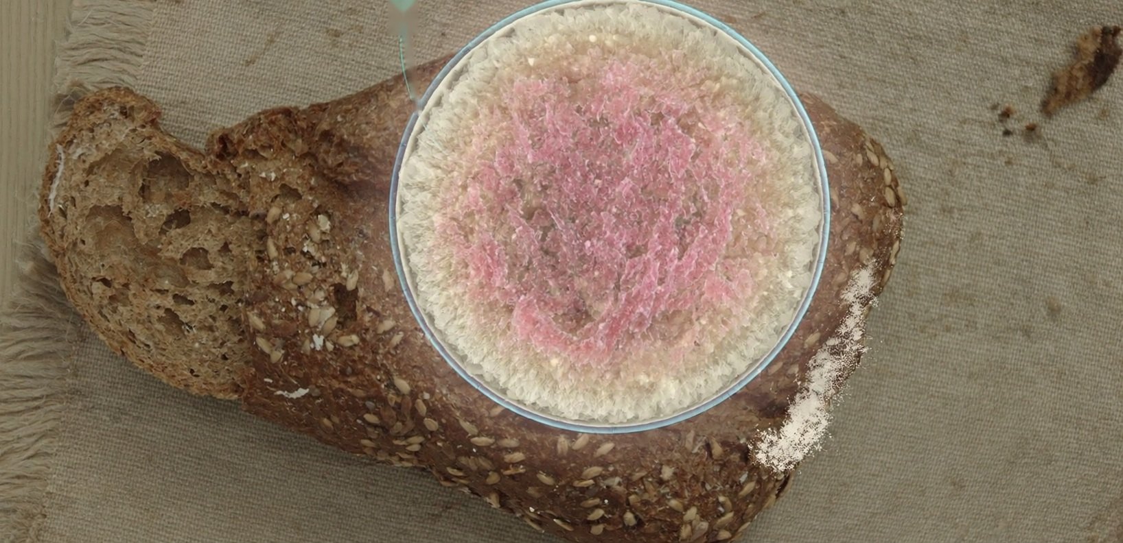 illustration of a fungal colony on bread